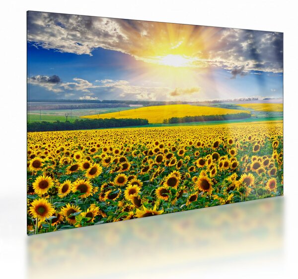 Obraz na szkle - Pole słoneczników (70x50 cm)