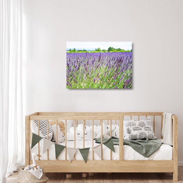 Obraz na szkle pola z lawendą (70x50 cm)