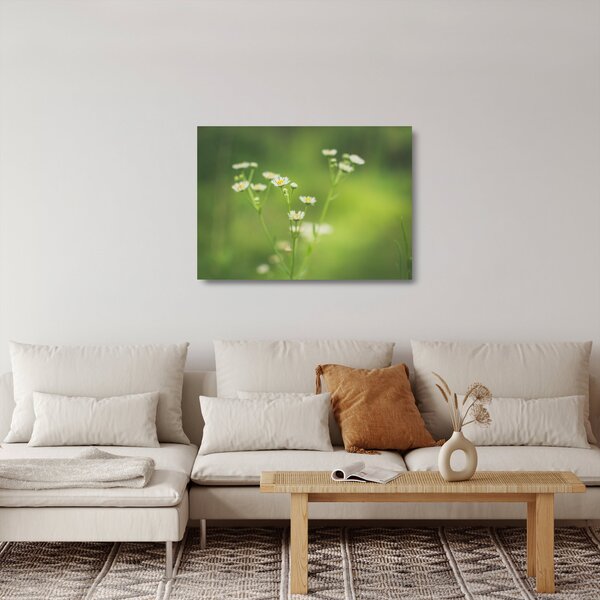 Obraz na szkle stokrotek (70x50 cm)