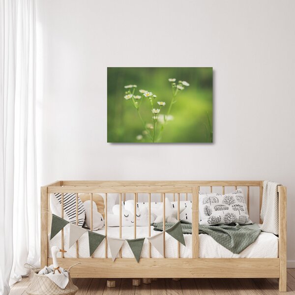 Obraz na szkle stokrotek (70x50 cm)