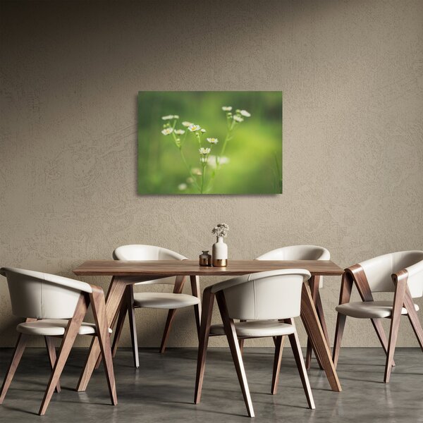Obraz na szkle stokrotek (70x50 cm)