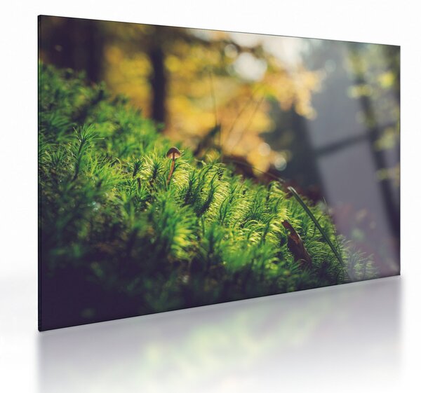 Obraz na szkle mchu z grzybem (70x50 cm)