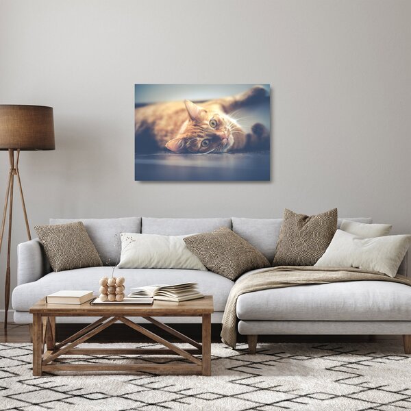 Obraz na szkle kota na podłodze (70x50 cm)