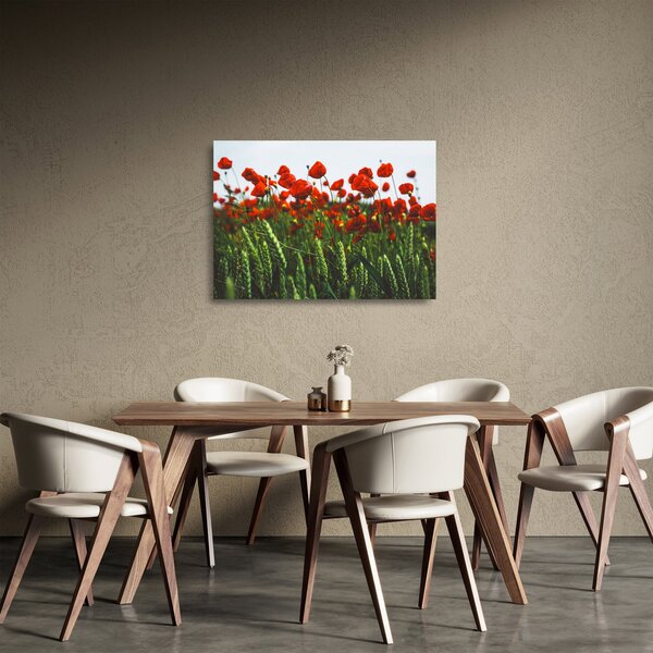 Obraz na szkle maków na wietrze (70x50 cm)