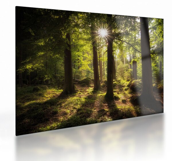 Obraz na szkle sennego lasu (70x50 cm)