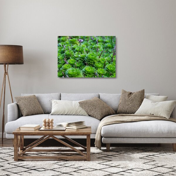 Obraz na szkle sukulentów (70x50 cm)