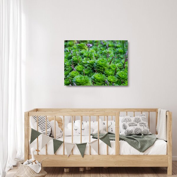 Obraz na szkle sukulentów (70x50 cm)