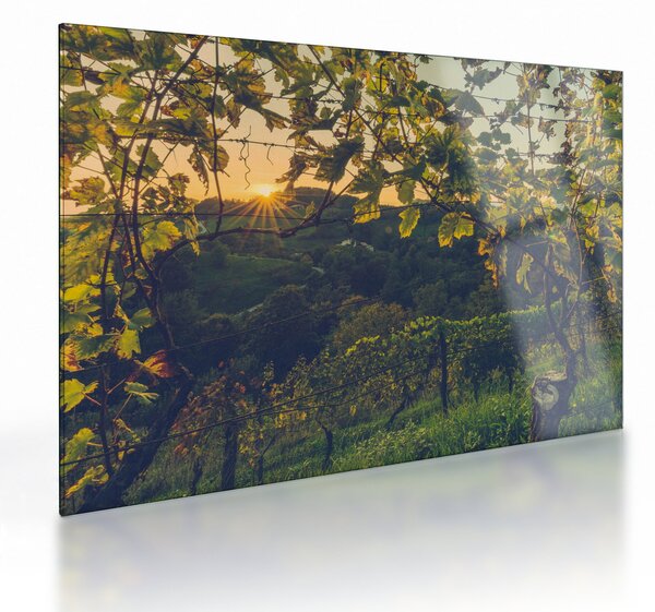 Obraz na szkle - Winnica (70x50 cm)