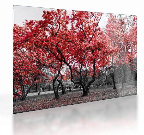 Obraz na szkle - Czerwone drzewa, Central Park, New York (70x50 cm)