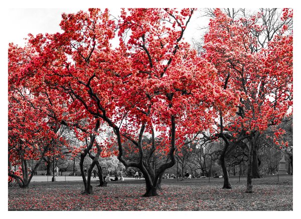 Obraz na szkle - Czerwone drzewa, Central Park, New York (70x50 cm)