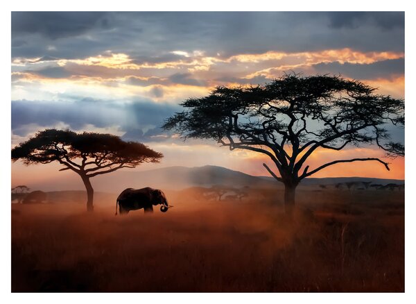 Obraz na szkle - Park Narodowy Serengeti, Tanzania, Afryka (70x50 cm)