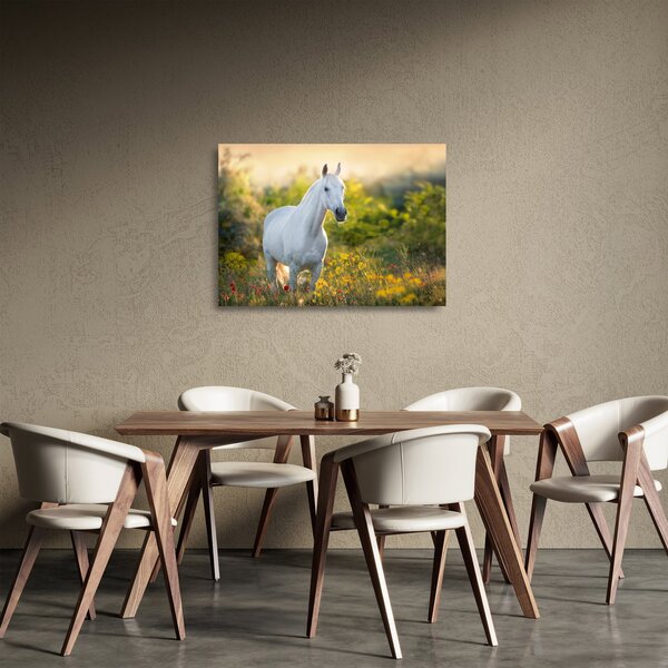 Obraz na szkle białego konia na łące (70x50 cm)