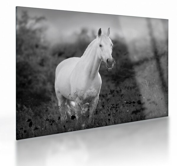 Obraz na szkle białego konia na łące, czarno - biały (70x50 cm)