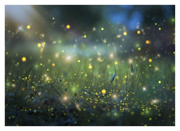 Obraz na szkle - Magiczna noc (70x50 cm)