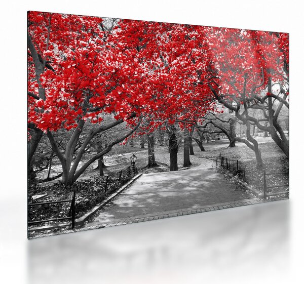 Obraz na szkle - Czerwone drzewa, Central Park, New York (70x50 cm)