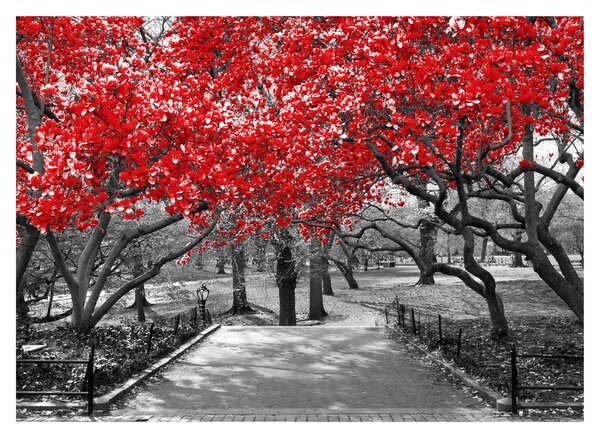Obraz na szkle - Czerwone drzewa, Central Park, New York (70x50 cm)