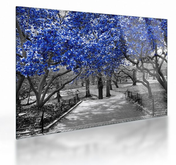 Obraz na szkle - Niebieskie drzewa, Central Park, New York (70x50 cm)