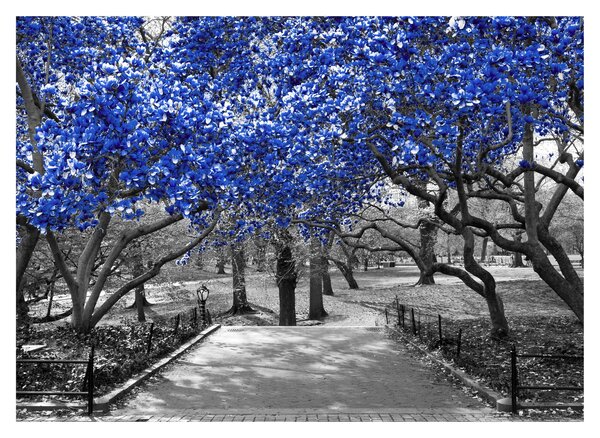 Obraz na szkle - Niebieskie drzewa, Central Park, New York (70x50 cm)