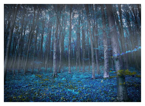 Obraz na szkle - Magiczny las (70x50 cm)