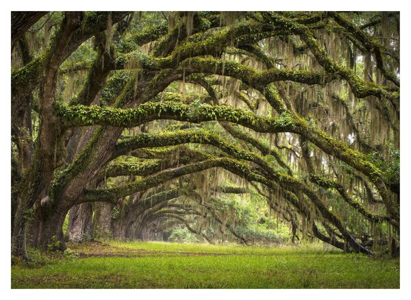 Obraz na szkle - Oaks Avenue, Charleston, Karolina Południowa, USA (70x50 cm)