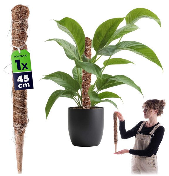 Tyczka do roślin kokosowa Cande 45 cm podpora doniczkowa 1 szt