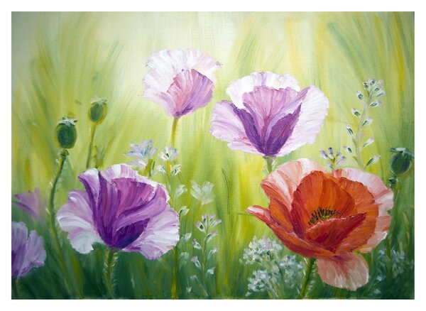 Obraz na szkle - Maki (70x50 cm)