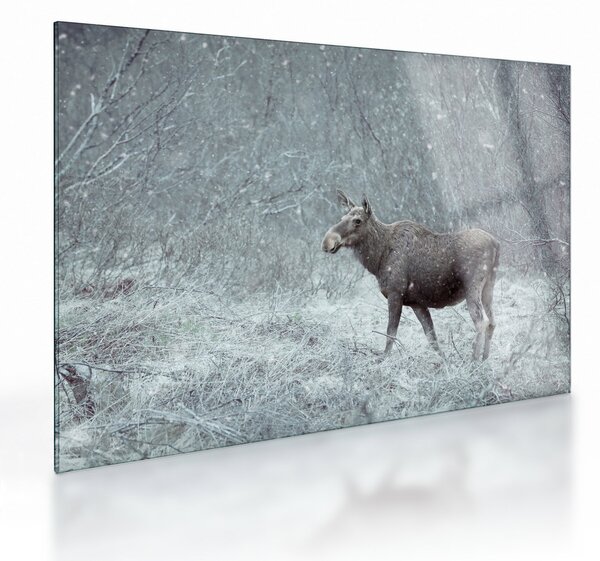 Obraz na szkle - Łoś w śnieżnym lesie (70x50 cm)