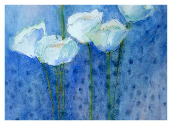 Obraz na szkle - Białe tulipany (70x50 cm)