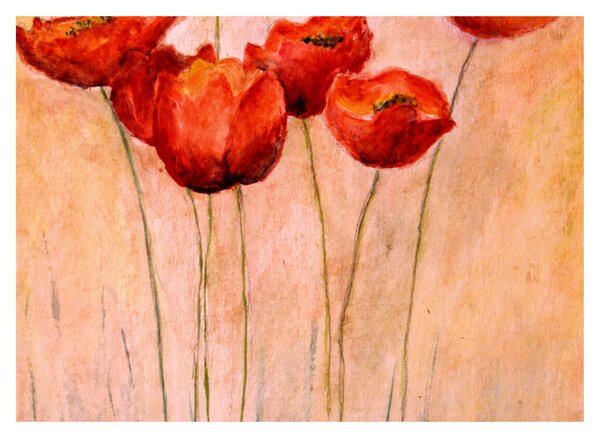 Obraz na szkle - Czerwone tulipany (70x50 cm)
