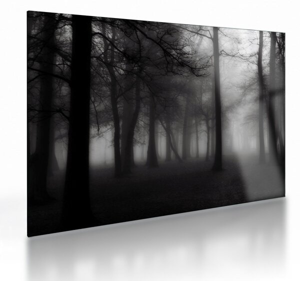 Obraz na szkle - Las we mgle (70x50 cm)