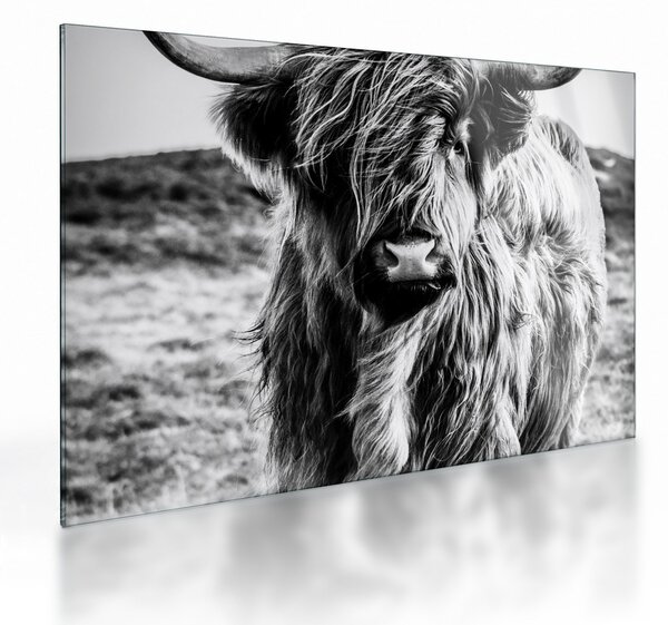 Obraz na szkle - Highland - szkocka krowa (70x50 cm)