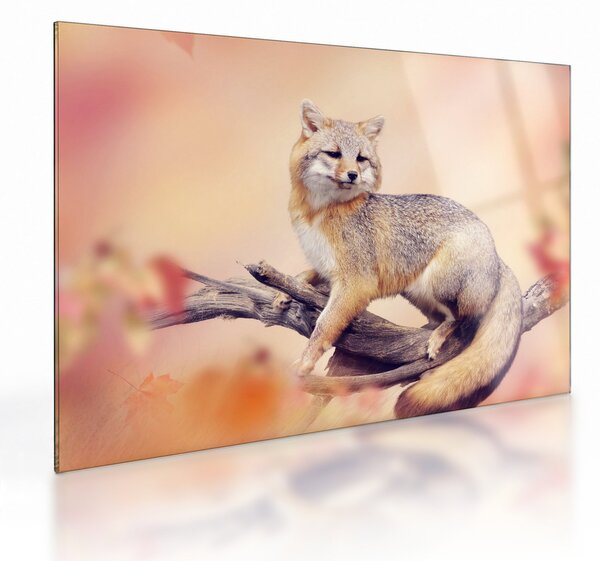 Obraz na szkle - Lis (70x50 cm)