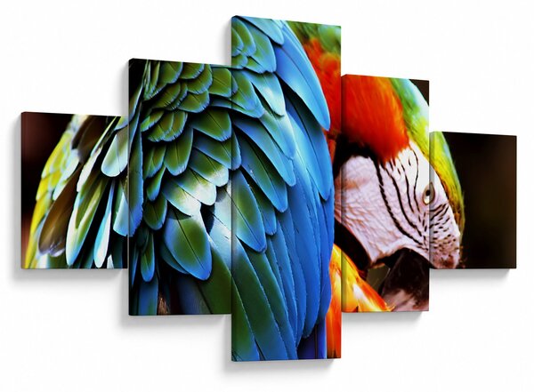 Obraz - Papuga (125x70 cm)