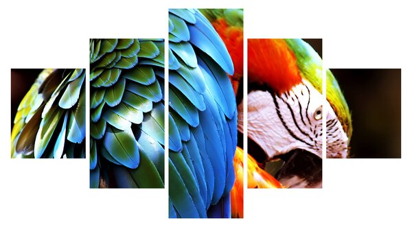 Obraz - Papuga (125x70 cm)