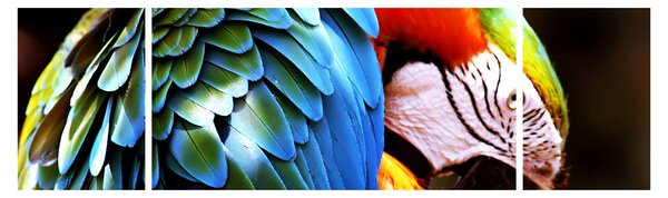 Obraz - Papuga (170x50 cm)
