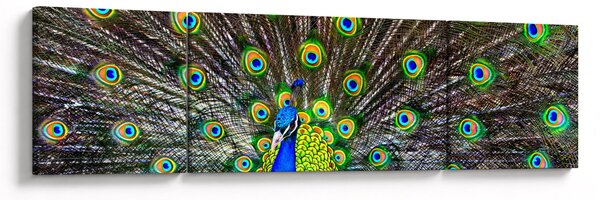 Obraz - Paw (170x50 cm)
