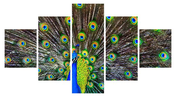 Obraz - Paw (125x70 cm)