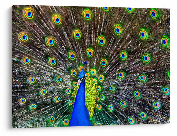 Obraz - Paw (70x50 cm)