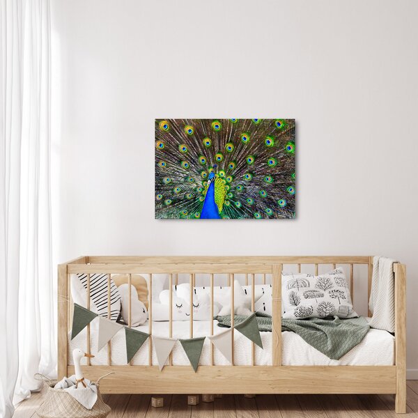 Obraz - Paw (70x50 cm)