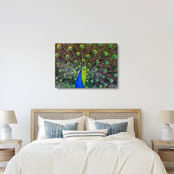 Obraz - Paw (70x50 cm)