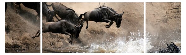 Obraz - Stado antylop gnu (170x50 cm)
