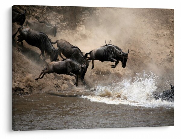 Obraz - Stado antylop gnu (70x50 cm)