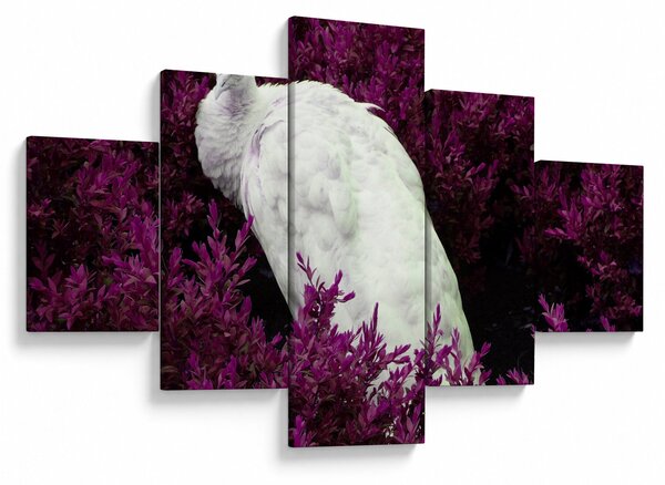 Obraz - Biały paw (125x70 cm)