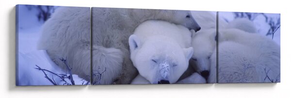 Obraz - Niedźwiadki polarne (170x50 cm)