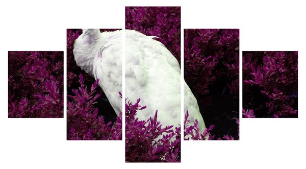 Obraz - Biały paw (125x70 cm)