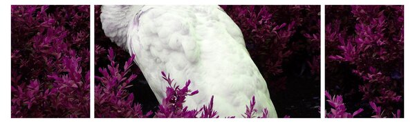 Obraz - Biały paw (170x50 cm)