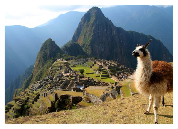 Obraz - Lama i Machu Picchu (70x50 cm)