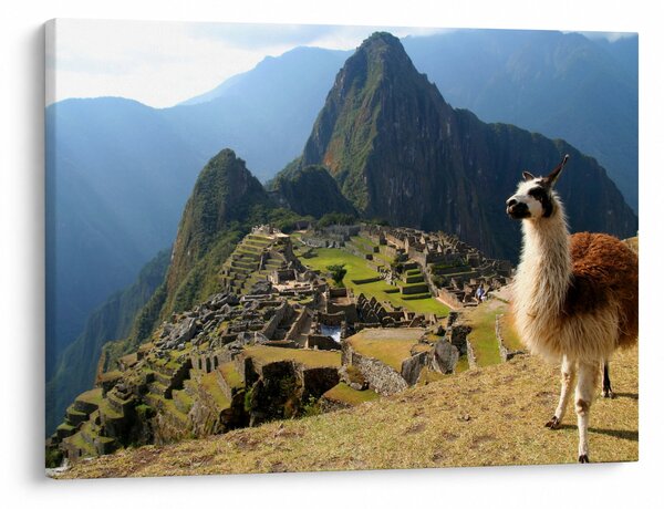 Obraz - Lama i Machu Picchu (70x50 cm)