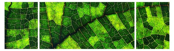 Obraz - Detal liścia (170x50 cm)