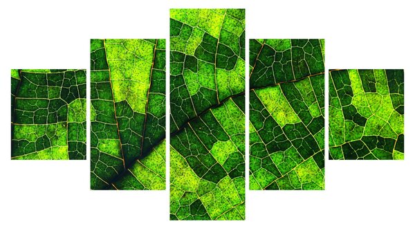 Obraz - Detal liścia (125x70 cm)
